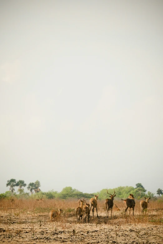 many animals are walking around a dirt field