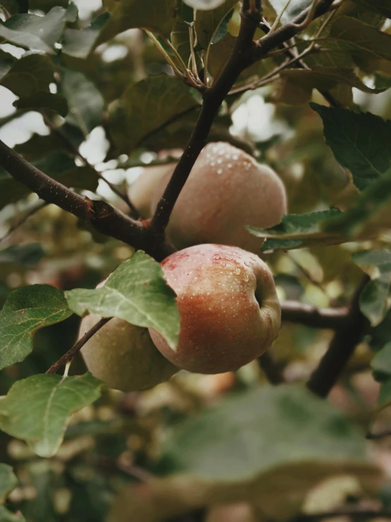 the apples are ripe and ready to be picked