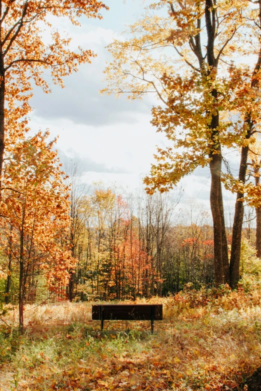 a park bench is surrounded by autumn trees