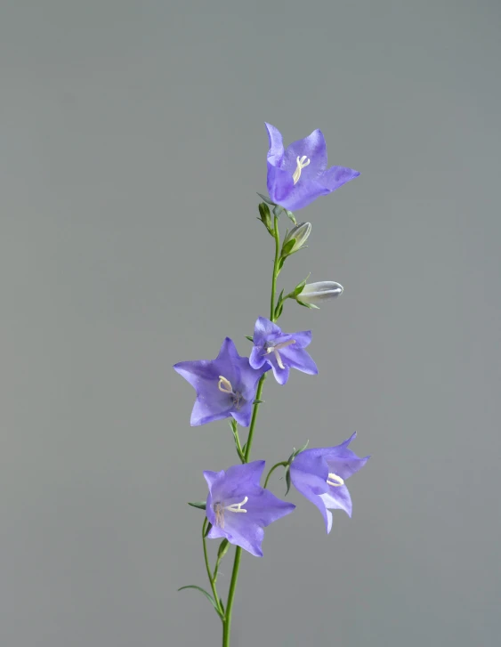 a vase with blue flowers on the top and bottom