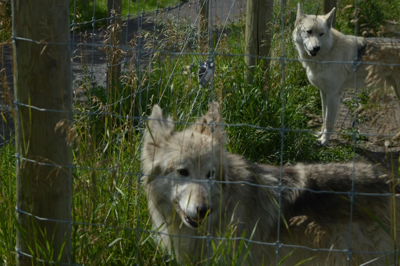 two grey and white dogs sitting behind fence