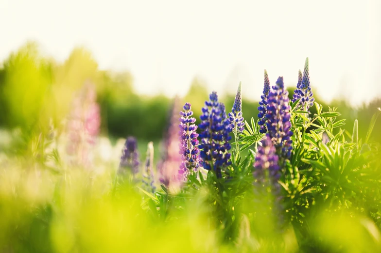 an outdoor scene with purple flowers