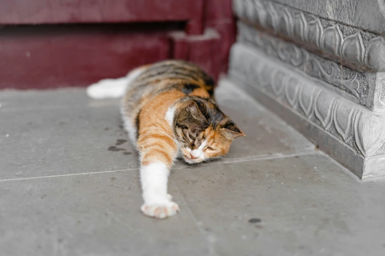 a cat laying on the floor next to a red building