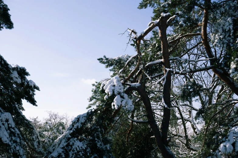 view through trees covered in snow from below