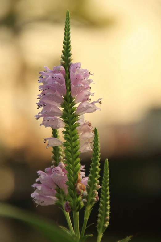 a flower is growing on a green stem