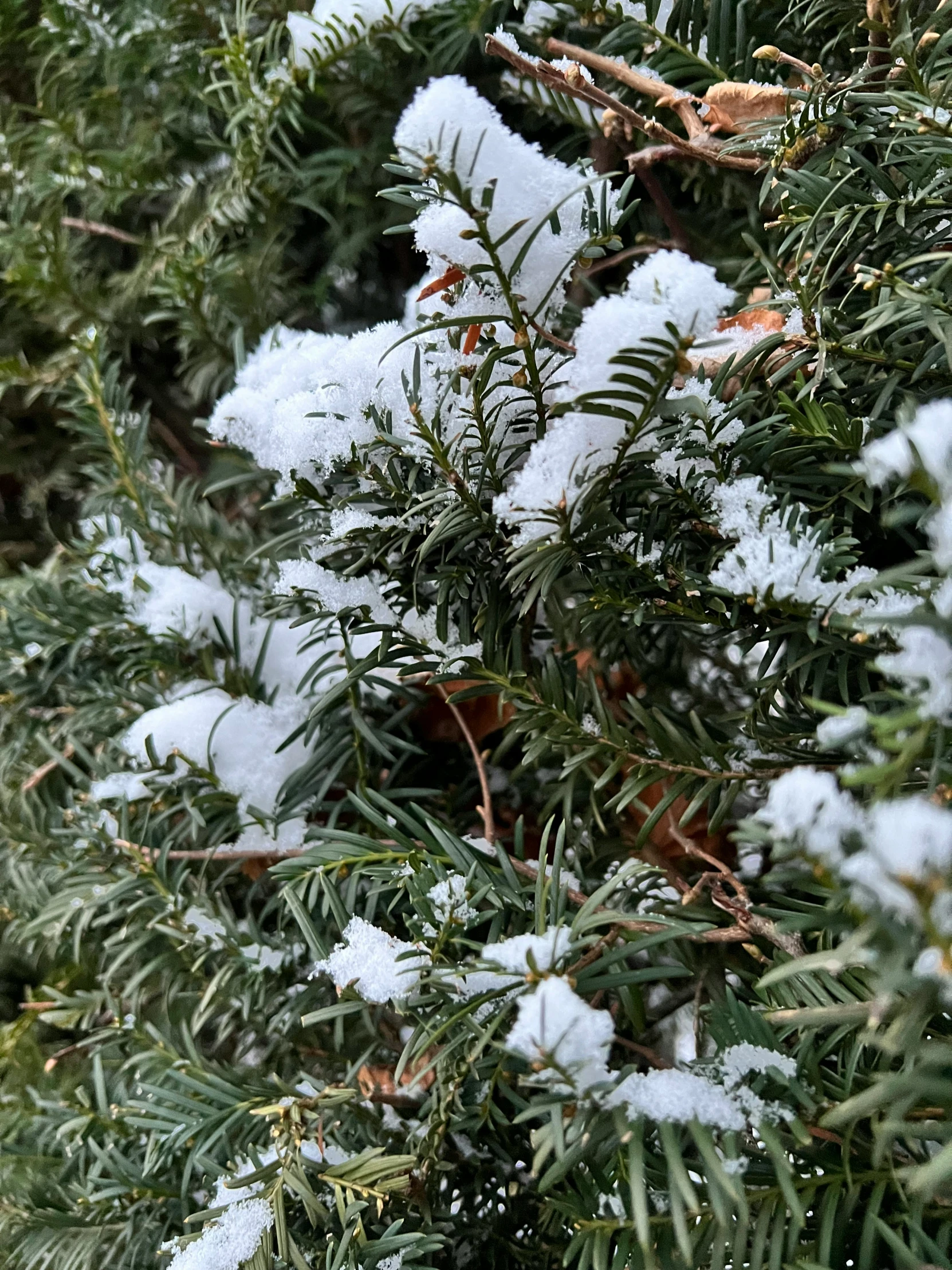 the nches of fir trees are covered in ice