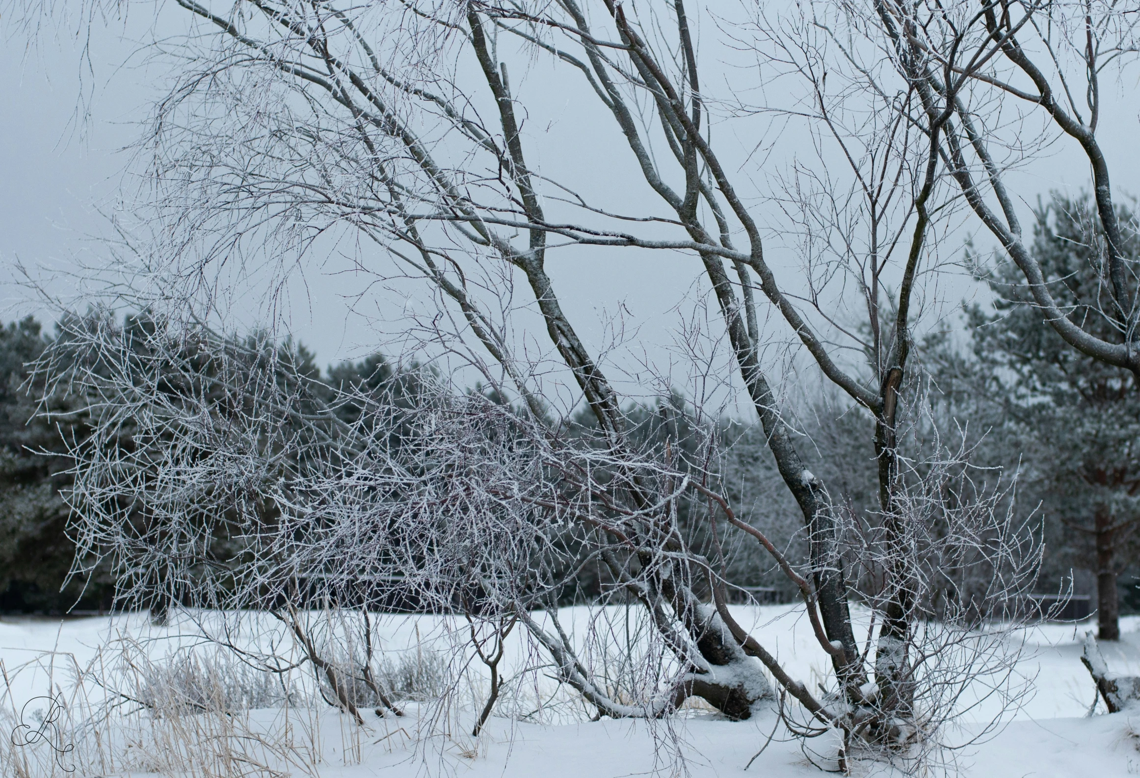 a field that has some trees covered in snow