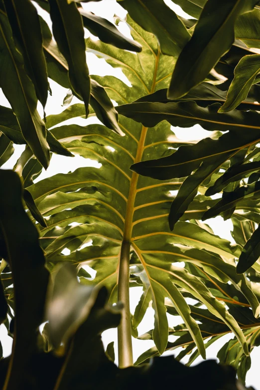 the underside of a tree is seen through the leaves