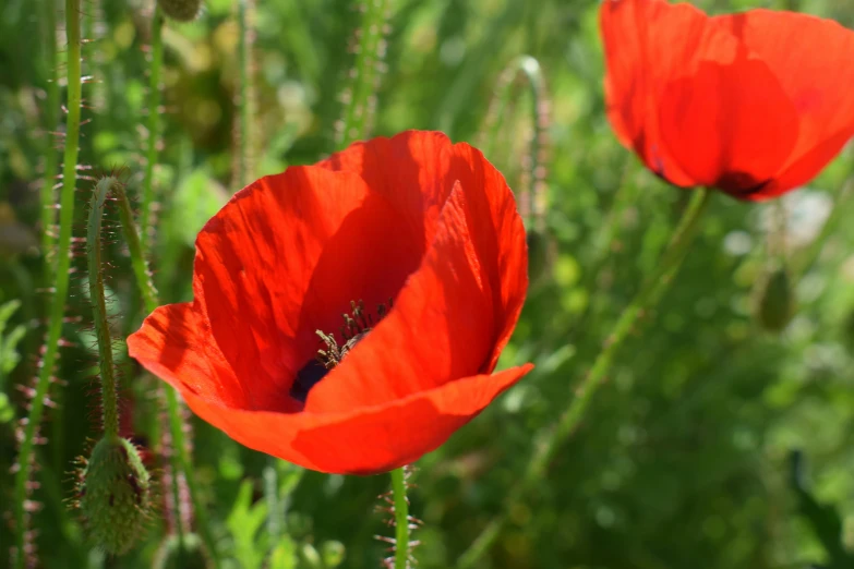 the orange flower is very tall and green