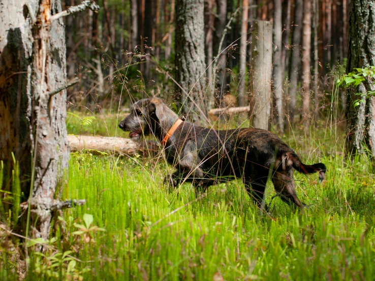 a black dog running through a forest next to tall trees