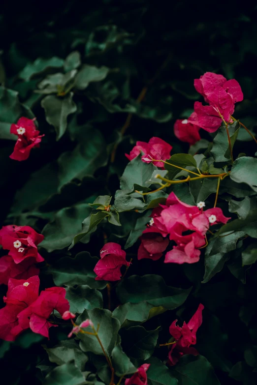 pink flowers with green leaves are in bloom