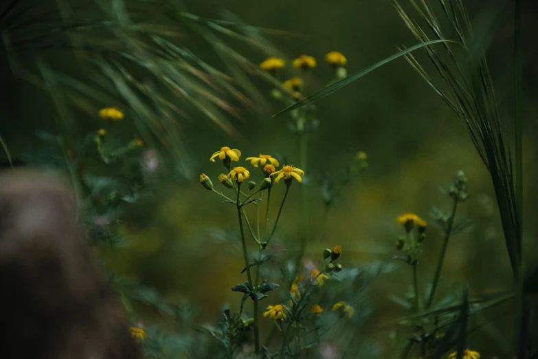 a po of flowers in the background with blurry grass