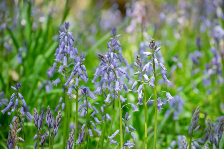 lavender flowers growing in the grass outside