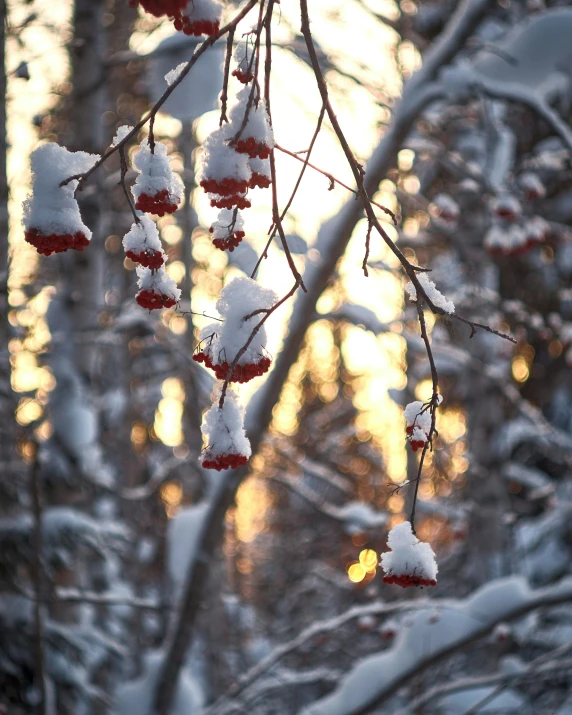 a group of red berries that are hanging from a nch