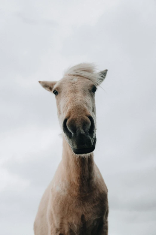 this is a horse with an all white fur coat