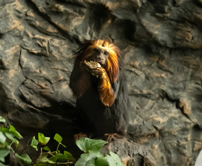 a monkey sitting on the rock, eating soing