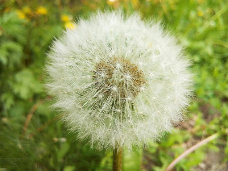 a small dandelion in a green field