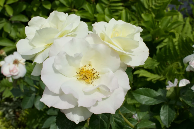 the white flowers are blooming among the green leaves