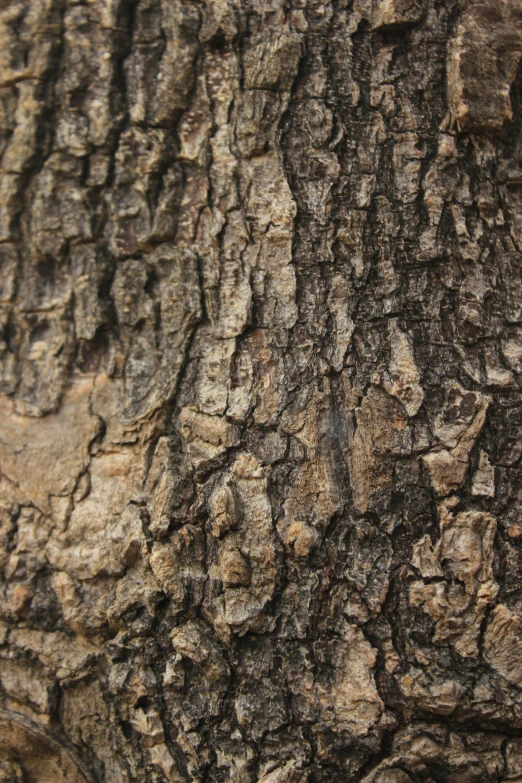 closeup view of rough wood bark, with small black dots