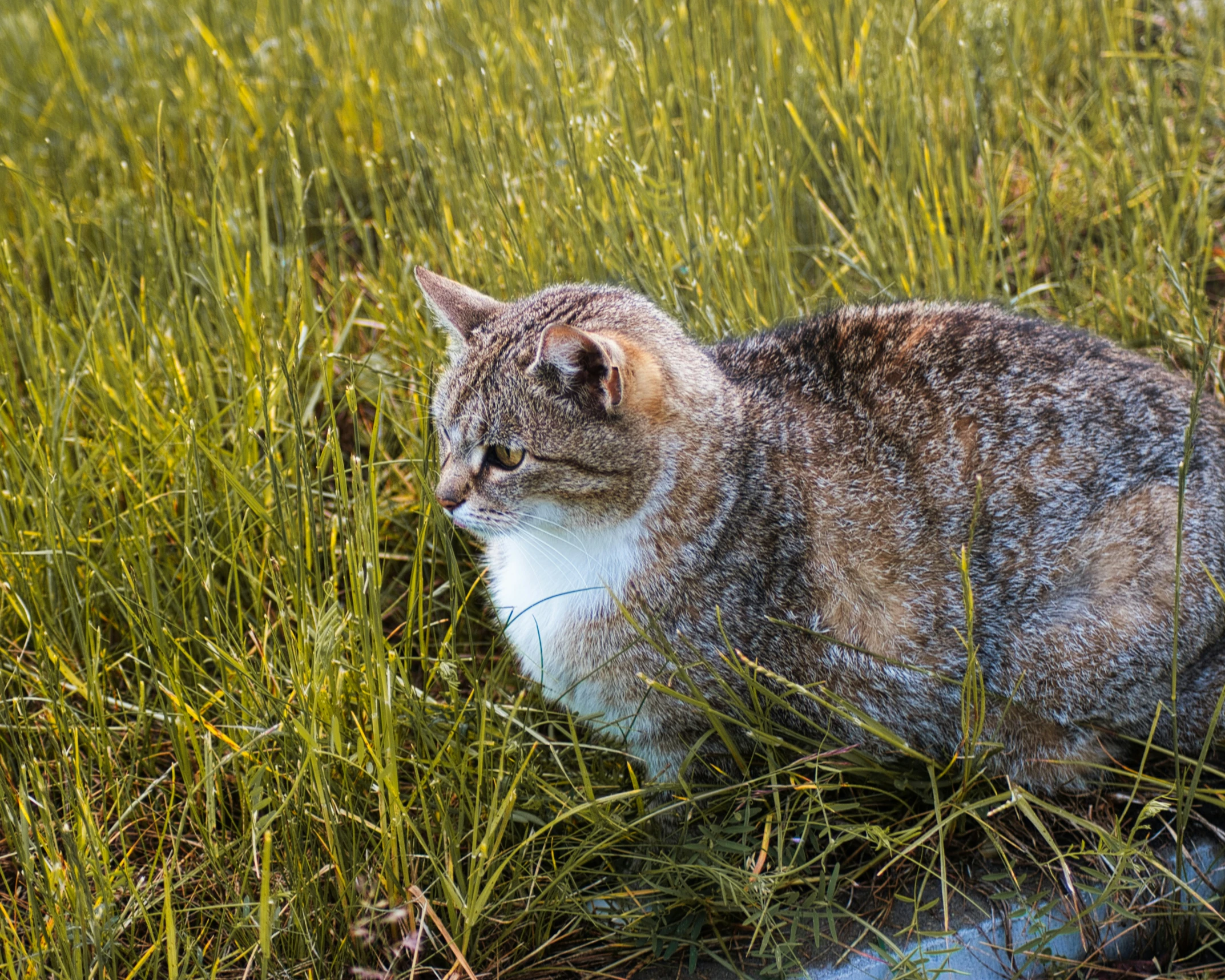 a cat that is walking through some grass