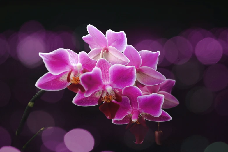 a bright pink flower is pictured against purple lights