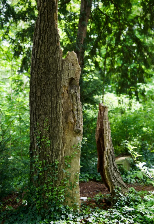 trees are being overgrown with vegetation and dirt