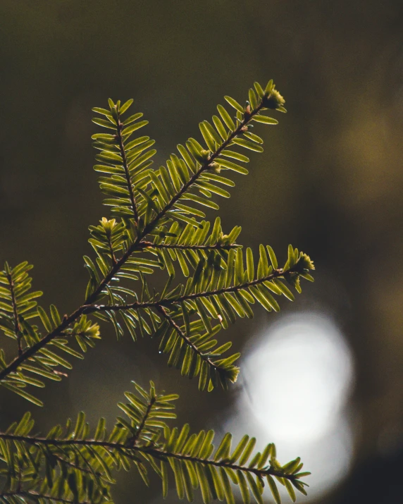 leaves on a pine tree at night time