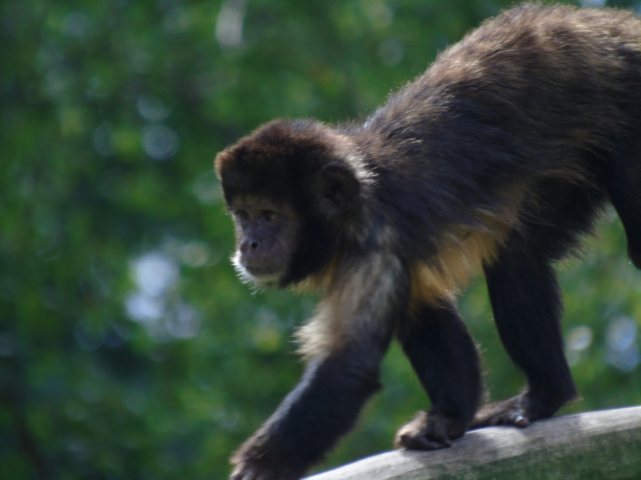 a monkey on a tree limb near many trees