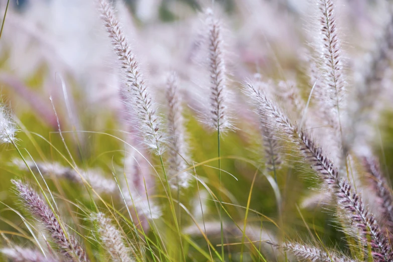 wild grasses that appear to be moving in the wind