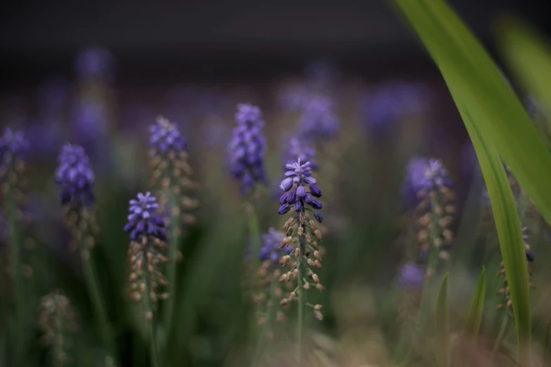 flowers with long stems in the foreground with dark background