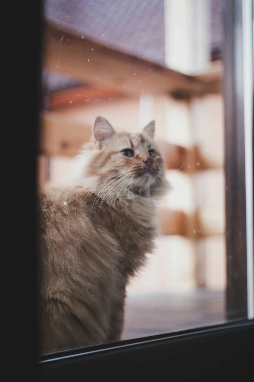 a grey cat looks out a window at soing outside