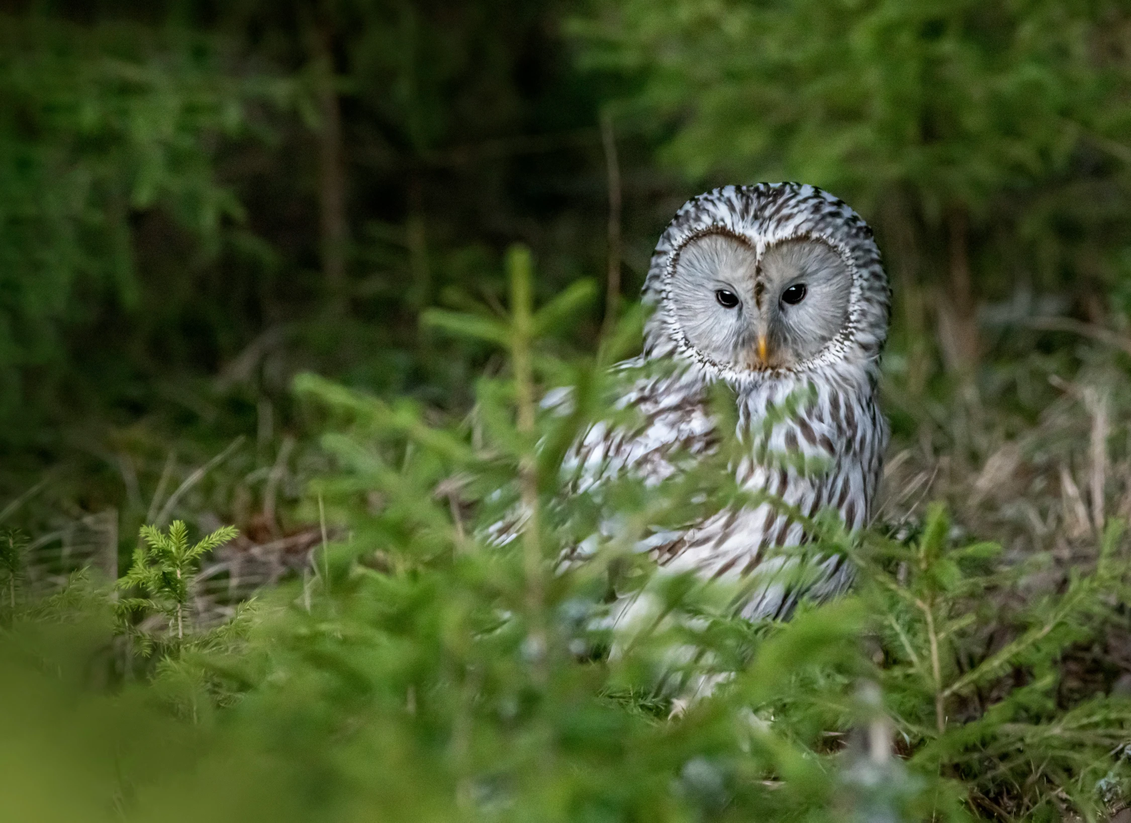 an owl sits among foliage and trees in the forest