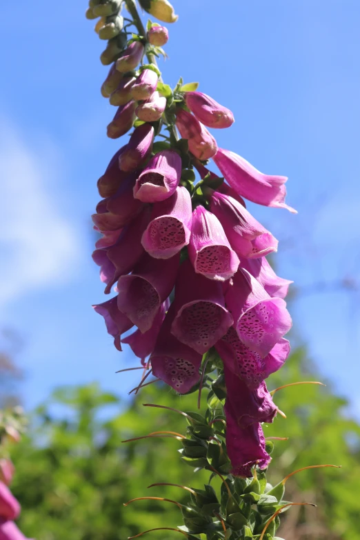 a bunch of pink flowers growing on the side of a building