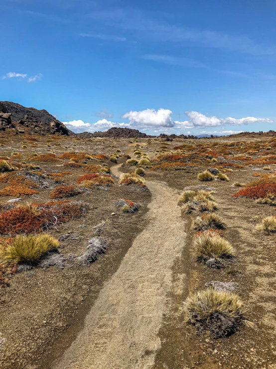 a dirt path in the desert near scrub scrubby plants