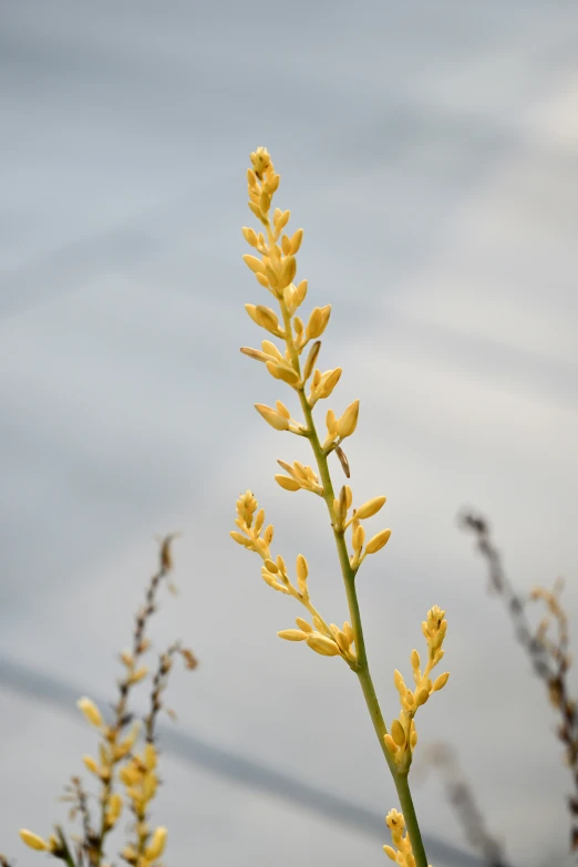 the top of a plant with yellow leaves