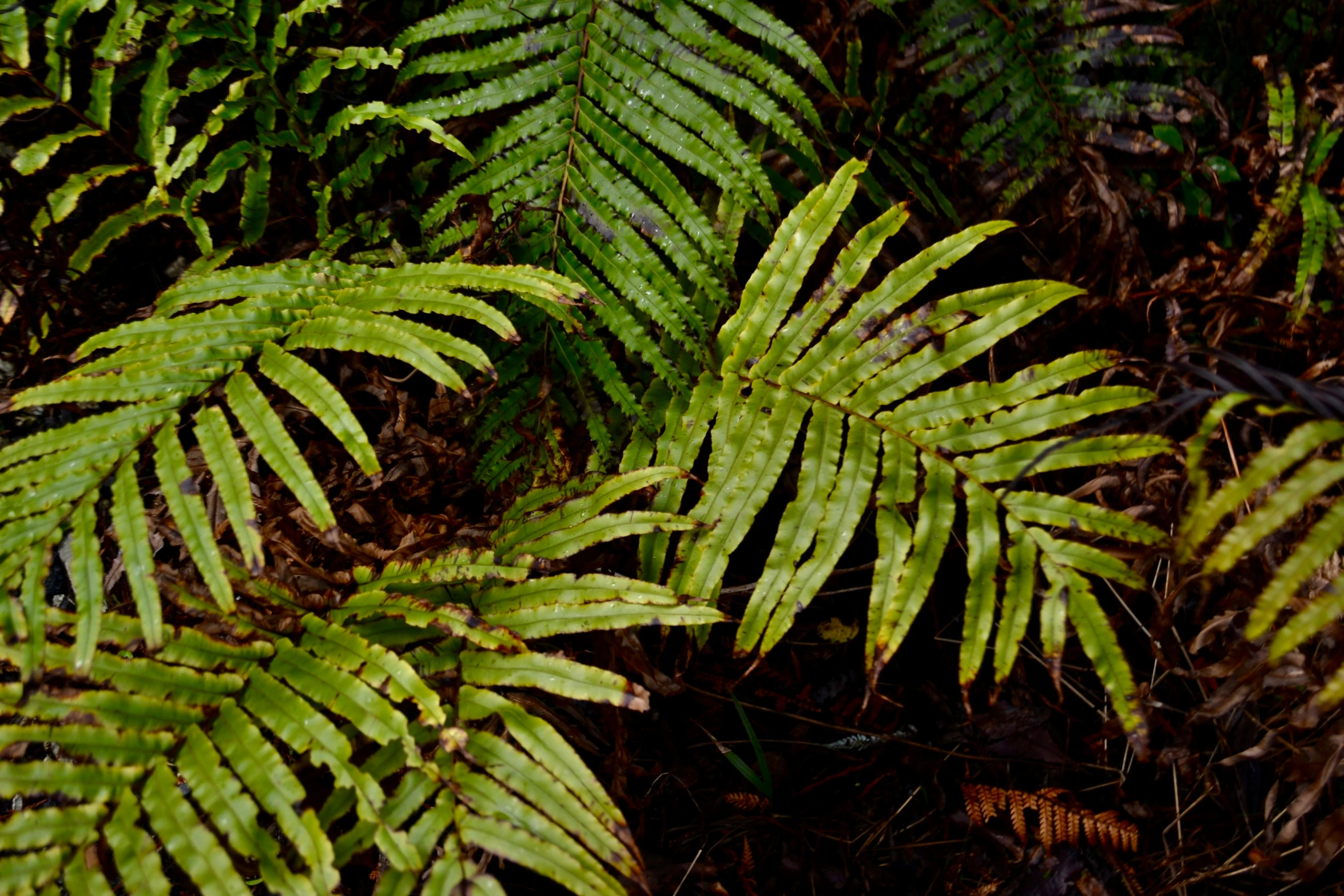 several leaves of a fern plant in the forest