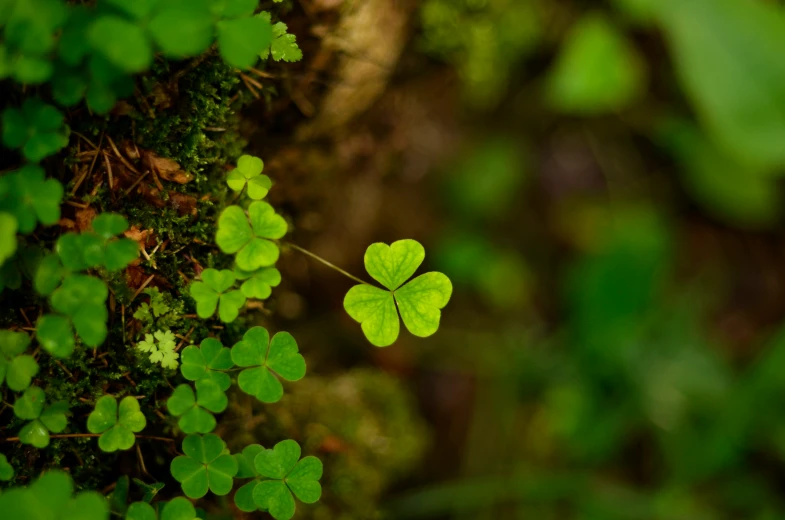 a close up of several leaf clovers on the forest floor