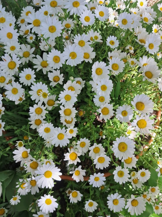 a closeup of a bunch of white flowers