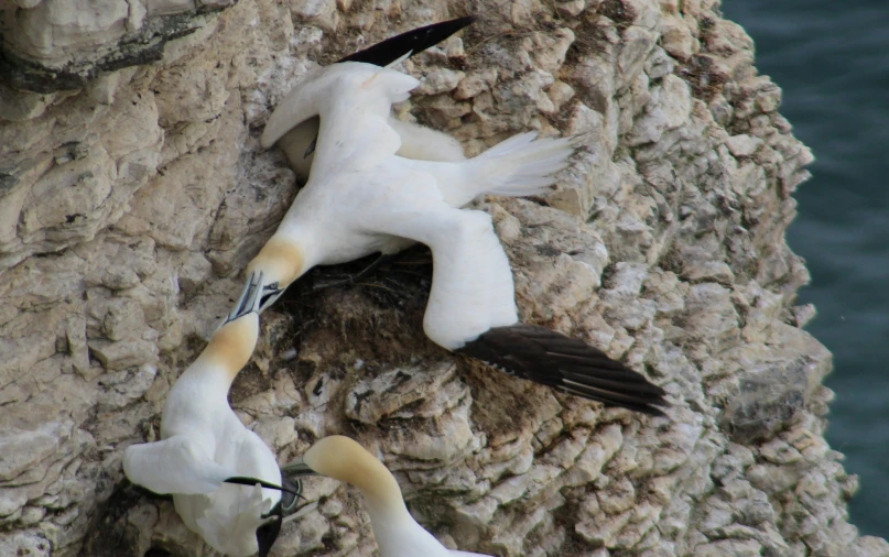 two white birds are sleeping in a tree