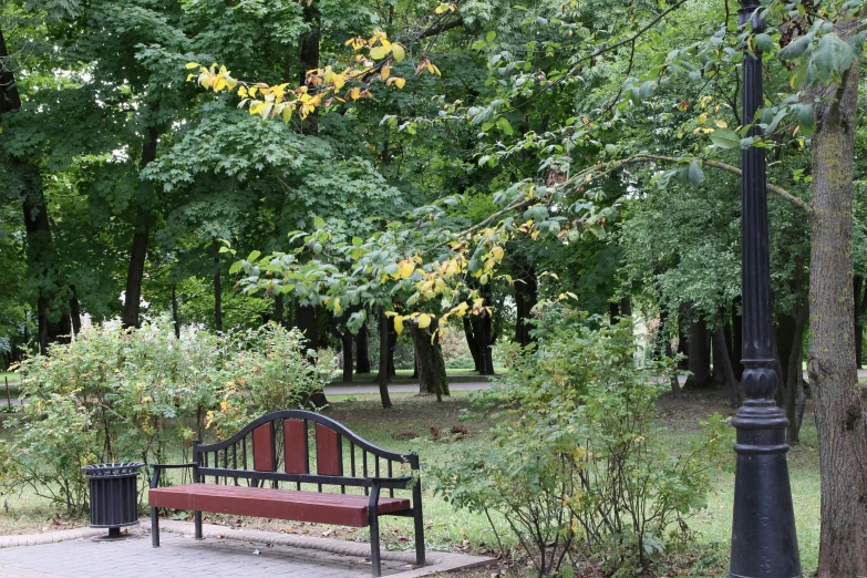 a park bench near the trees on a park