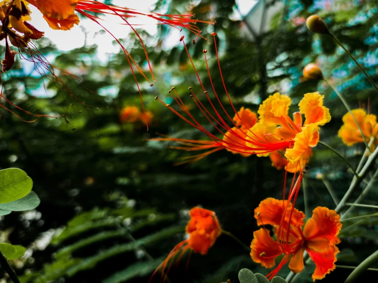 bright orange flowers and lush green leaves