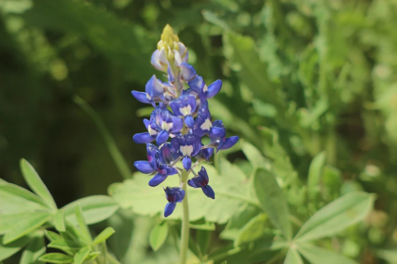 a bunch of blue flowers on the bush