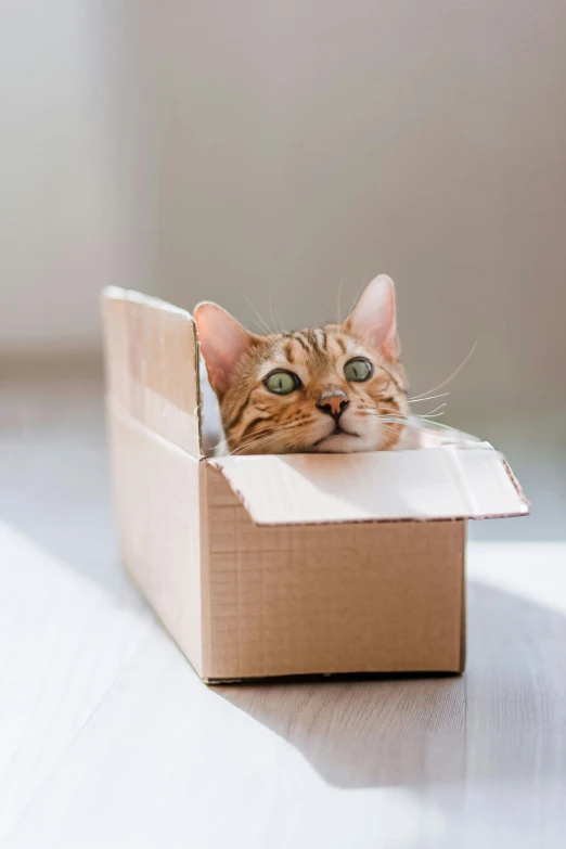 the cat is peering over the cardboard box