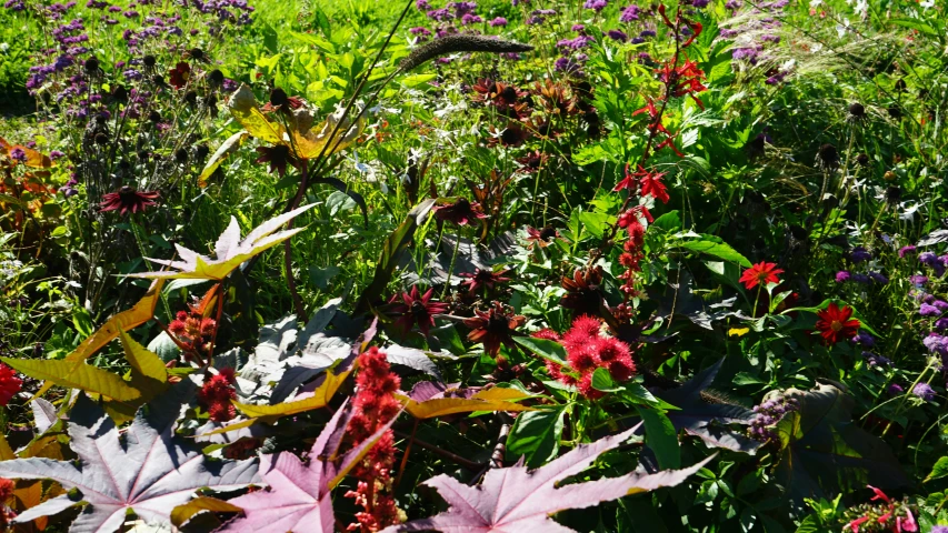 several flowers in the middle of a large field