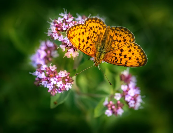 the two erflies are resting on the flowers