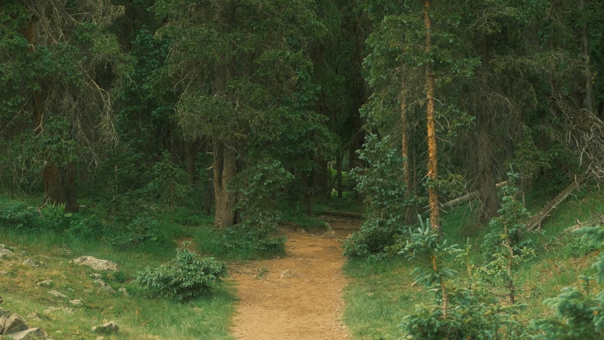 a dirt trail surrounded by trees leading uphill