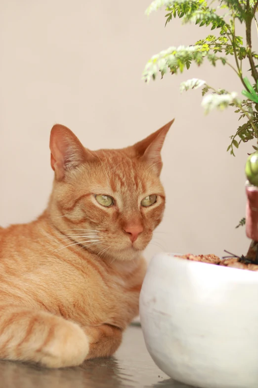 a cat sitting next to a flower pot