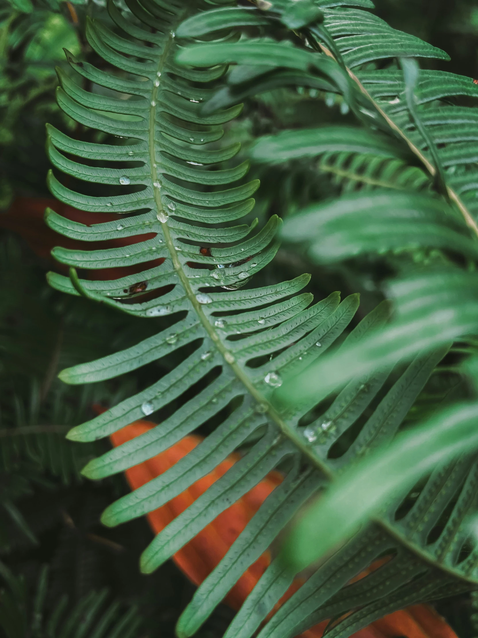 a fern leaf is covered by water droplets