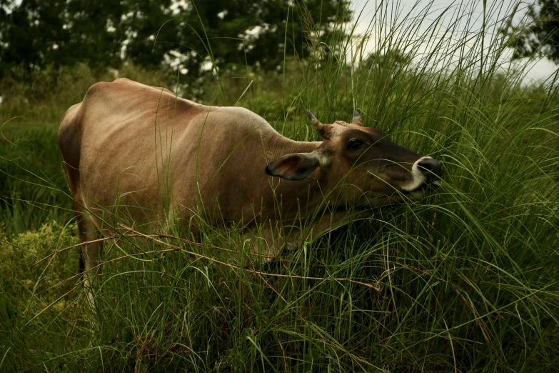 an animal that is standing in the grass