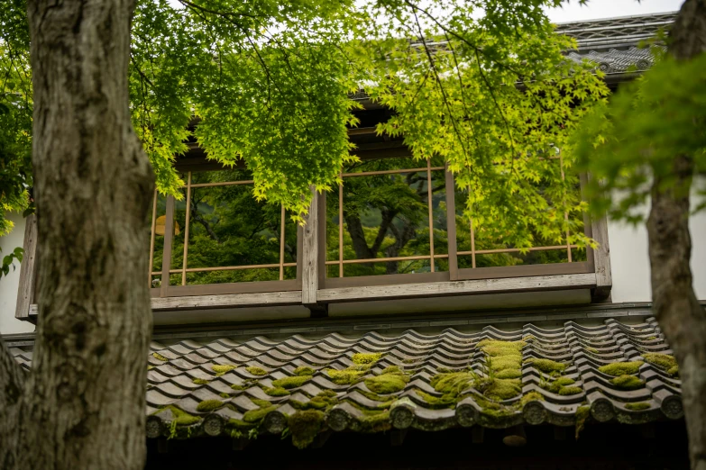 a couple of trees are next to a building